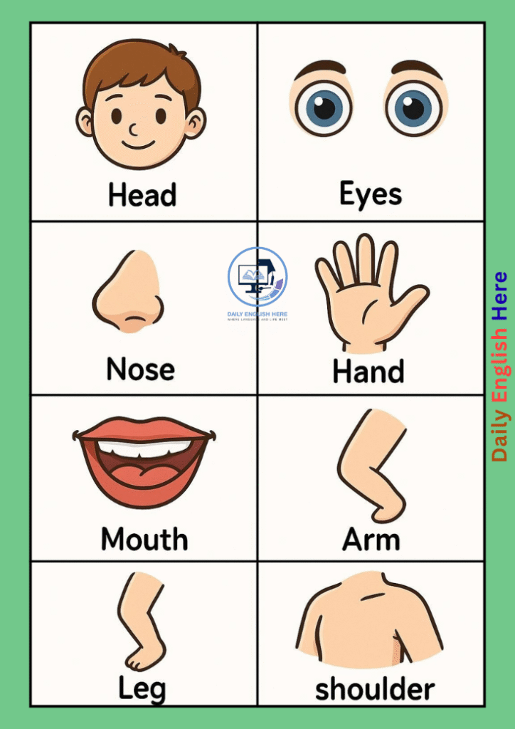 Body Parts Flashcards Perfect for Learning 1 14 3
