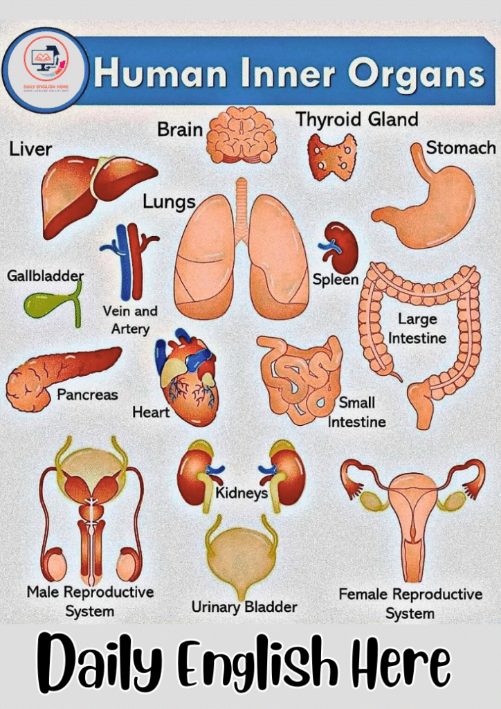 Human Organs Flashcards Perfect for Learning 1 20 3