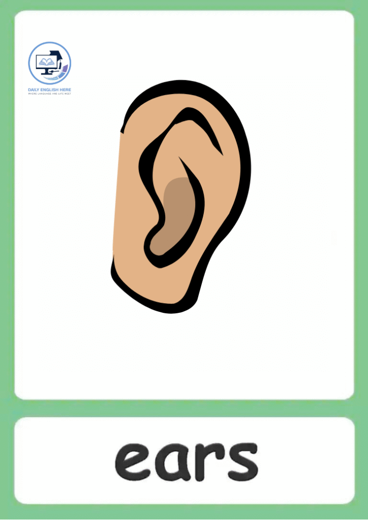 Ears Flashcard Educational Tool for Little Ones 1 6 1